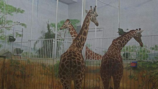 Zoo w Zamościu: Zobacz żyrafy za darmo