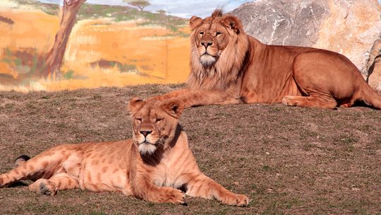 Zoo z nominacją w konkursie Cuda Funduszy Europejskich