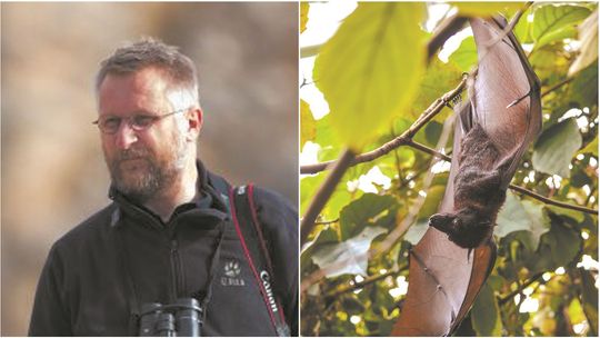 Zoolog: koronawirus zaczął się prawdopodobnie od nietoperzy. Te ssaki bardzo interesują naukowców