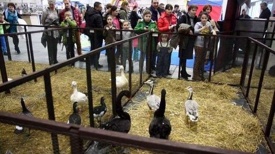 Zoopark 2016 w Lublinie: koty, konie, owce, drób