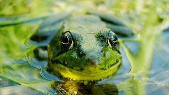 Zoopark w Targach Lublin. Gratka dla miłośników zwierząt