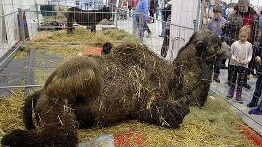 Zoopark w Targach Lublin: Można zobaczyć m.in. renifera i wielbląda