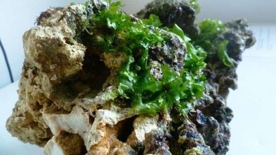 Zosin: Przemyt rafy koralowej. Chcieli wywieźć z Polski 170 kg "żywej skały"