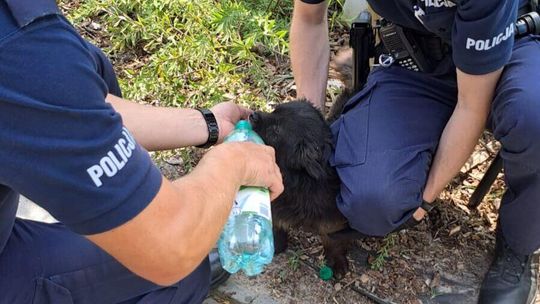 Zostawił psa w rozgrzanym samochodzie. Tłumaczył, że nie wie, jak zwierzę znalazło się w aucie