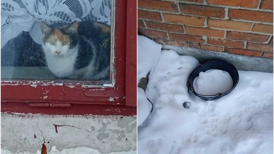 Zostawił zwierzęta na mrozie i zniknął. 52-latek odpowie za znęcanie się nad nimi