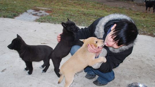 Zrób coś dobrego na święta: Pomóż zwierzakom w potrzebie