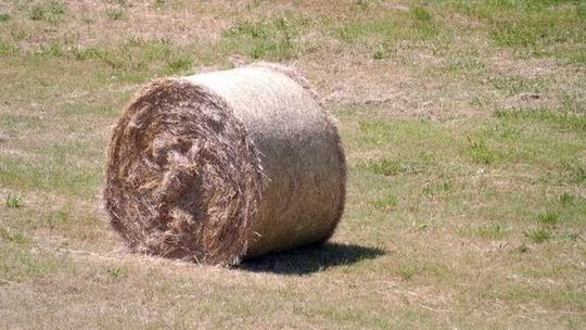 Zrobią prąd z naszej słomy. Ruszyły konsultacje w sprawie elektrowni