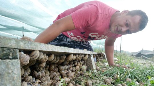 Zrobili biznes na ślimakach. "To nie jest trudna hodowla" [zdjęcia]