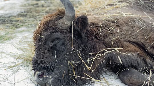 Żubr konał w męczarniach pod Białą Podlaską. Po co nadleśnictwu martwe zwierzę? 