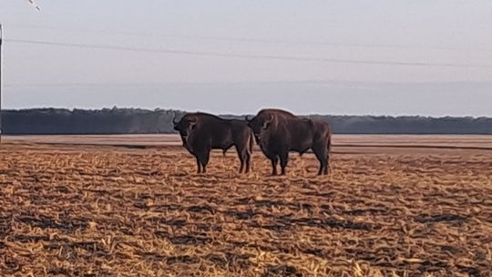 Żubry można spotkać nie tylko w puszczy. Pan Kajetan zobaczył olbrzymy w gminie Zalesie 