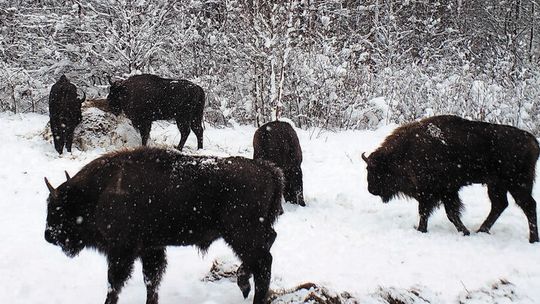 Żubry w Lasach Janowskich poszły żyć na własny rachunek