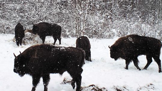 Żubry w Lasach Janowskich. Przygotowania do wsiedlenia zwierząt trwały półtora roku