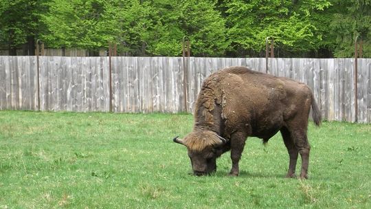 Żubry w lasach Janowskich? To może być błąd - alarmują ekolodzy. Przez drogę S19