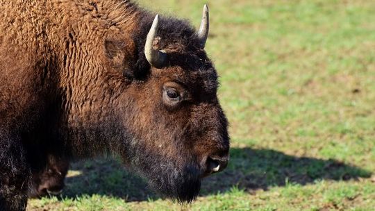 Żubry zamieszkają na Lubelszczyźnie. Już wiadomo w jakim regionie