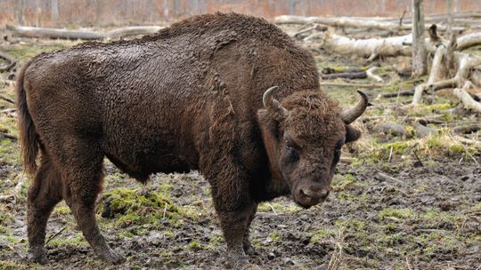Żubry zamieszkają w woj. lubelskim. Docelowo stado ma liczyć od 30 do 40 sztuk