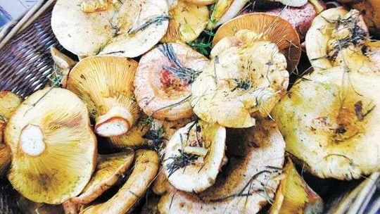 Zupa z opieniek czy rydze na miodzie? Najlepsze przepisy na potrawy z grzybami