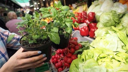 Zupa z pokrzywy, pizza z mniszkiem. Kwietniowy smak