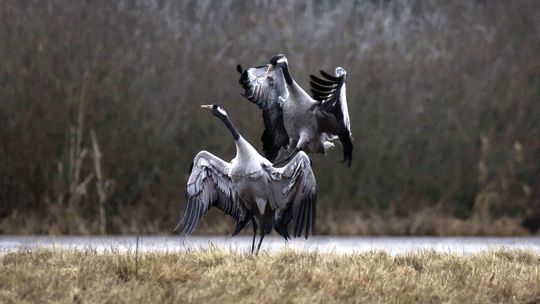 Żurawie krzyczą, wilcze łyko kwitnie