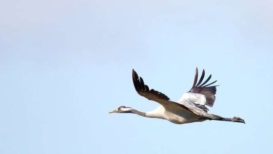 Żurawie niczym jaskółki wiosny. Gęsi też już przyleciały