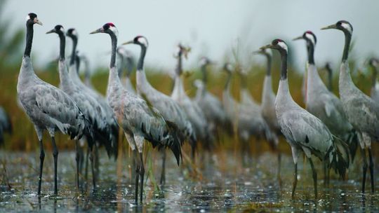 Żurawie odlatują. Poleski Park Narodowy zaprasza na "pożegnanie"