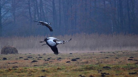 Żurawie wróciły do PPN. Po tańcach godowych zaczął się okres lęgowy