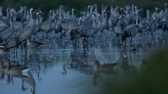 Żurawie z Lubelszczyzny – pięć lat badań odsłania kulisy ich życia