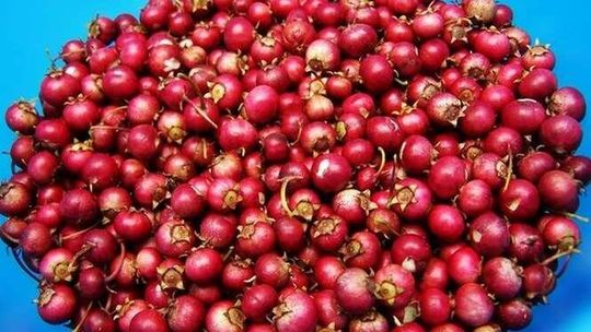 Żurawinobranie w Łążku Garncarskim