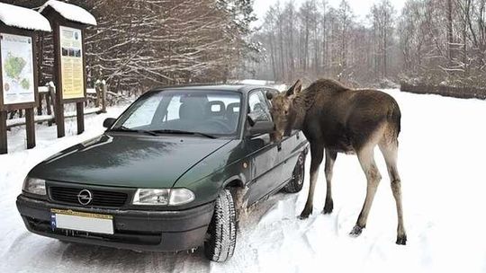 Zuza - elegantka prosto z lasu. Przyszła przejrzeć się w lusterku