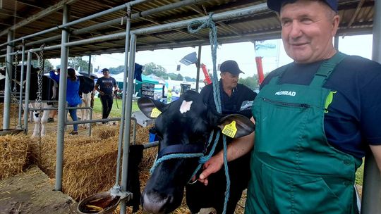 Zuzia – ze wszystkich jałówek najpiękniejsza