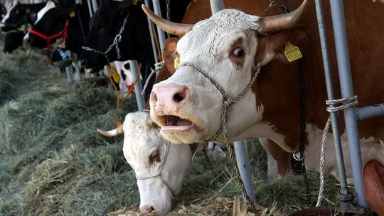 Zwalniają doradców rolniczych w woj. lubelskim