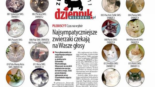 \"Zwierzaki 2011\": W środę 4 maja w Dzienniku Wschodnim zdjęcia kotów