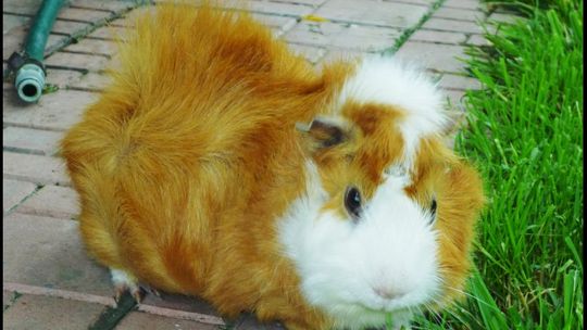 Zwierzaki 2012: Głosowanie trwa (zdjęcia)