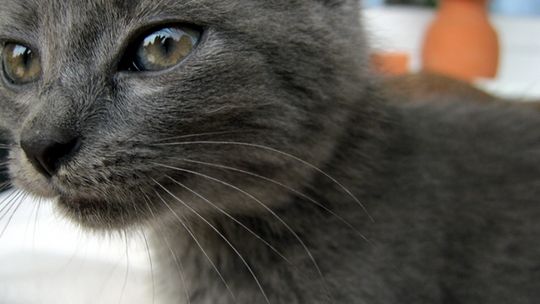 Zwierzaki 2012: Głosowanie tylko do 31 maja do 12:00