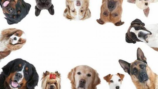 Zwierzaki czekają na Wasze głosy do 31 maja