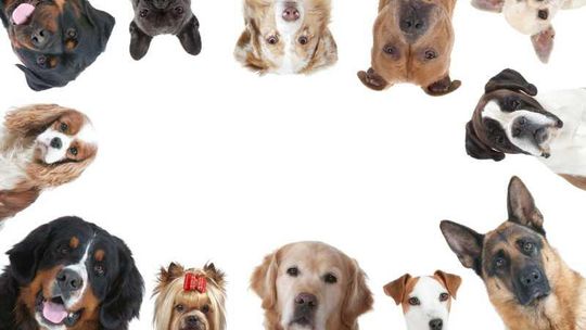 Zwierzaki czekają na Wasze głosy tylko do 31 maja