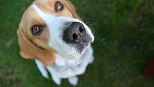 Zwierzaki czekają na Wasze głosy tylko do 31 maja