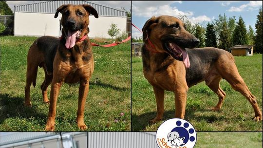 Zwierzaki do adopcji. Psy i koty ze schroniska w Lublinie. 