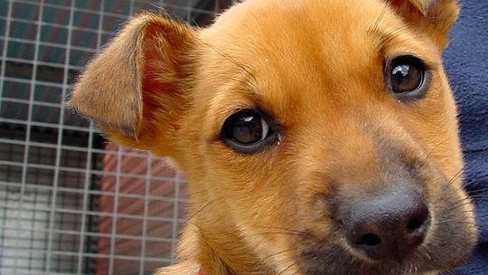 Zwierząt nie zabiorą, bo przytulisko zmieniło adres