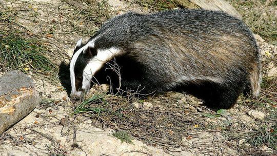 Zwierzęta szykują się do zimowego snu. Tak robi to leśny czyścioch z Polesia 