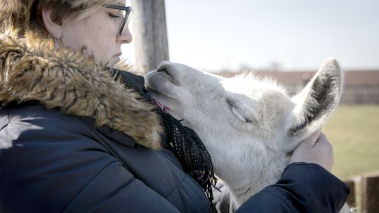 Zwierzęta w Wojciechowie potrzebują pomocy. "Nie wiem, jak się utrzymamy"