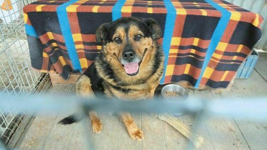 Zwierzęta ze schroniska też czekają na mikołajki 