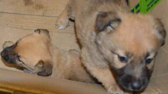 Zwierzyniec: policja szuka zwyrodnialca, który porzucił w lesie szczeniaki. Jeden nie przeżył