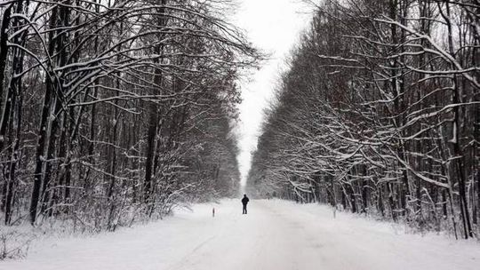 Zwierzyniec, Tomaszów, Józefów: Zakaz wstępu do lasów