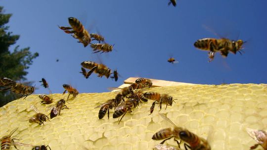 Zwierzyniec: Wandal zniszczył 10 uli