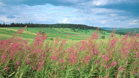 Zwierzyniec. Widoki na Roztocze z nowej wieży