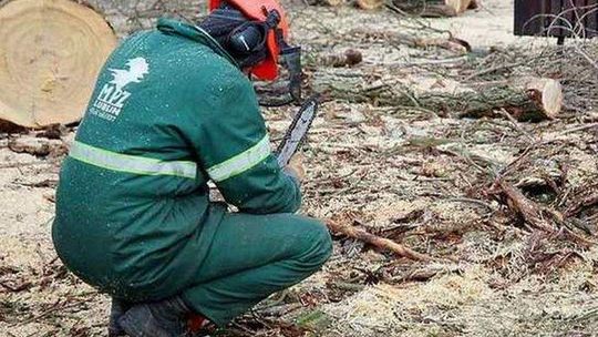 Zwierzyniec: Wytną mniej drzew niż planowali