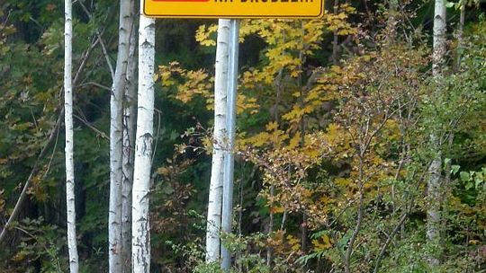 \"Zwolnij!!! Łosie na drodze!!!\". Nowe tablice ostrzegają przed zwierzętami