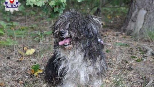 Zwyrodnialec przywiązał tego psa do drzewa. Policja szuka właściciela