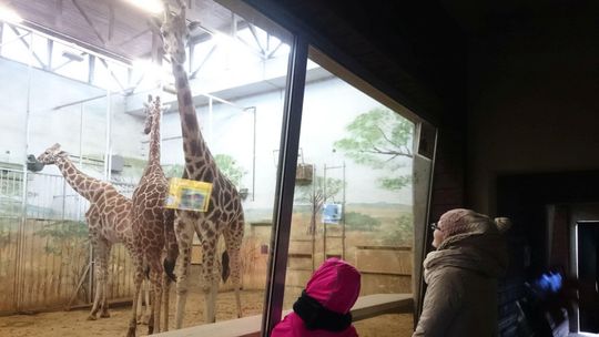 Żyrafa, krokodyl czy węże. Te zwierzęta można adoptować w zamojskim zoo