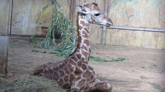 Żyrafiarnia w ZOO już dostępna dla zwiedzających